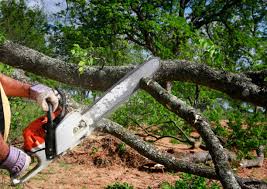 Best Leaf Removal  in Ignacio, CO