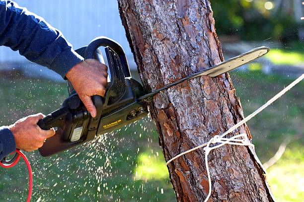 Best Tree Cabling and Bracing  in Ignacio, CO