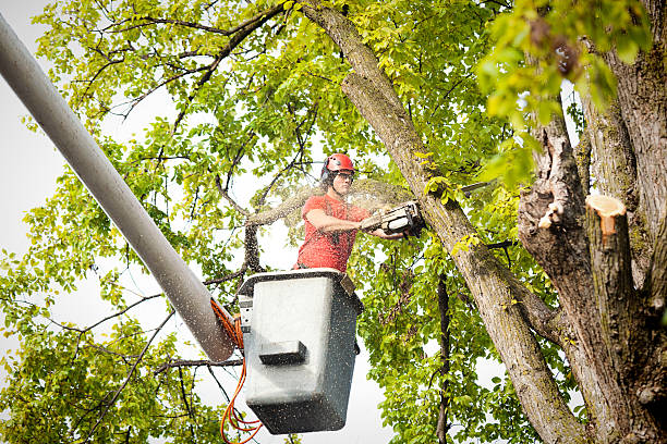 Best Tree Maintenance Programs  in Ignacio, CO