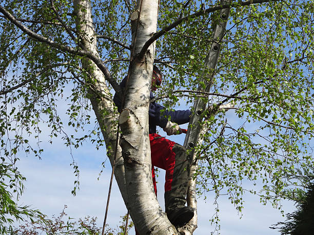 How Our Tree Care Process Works  in  Ignacio, CO